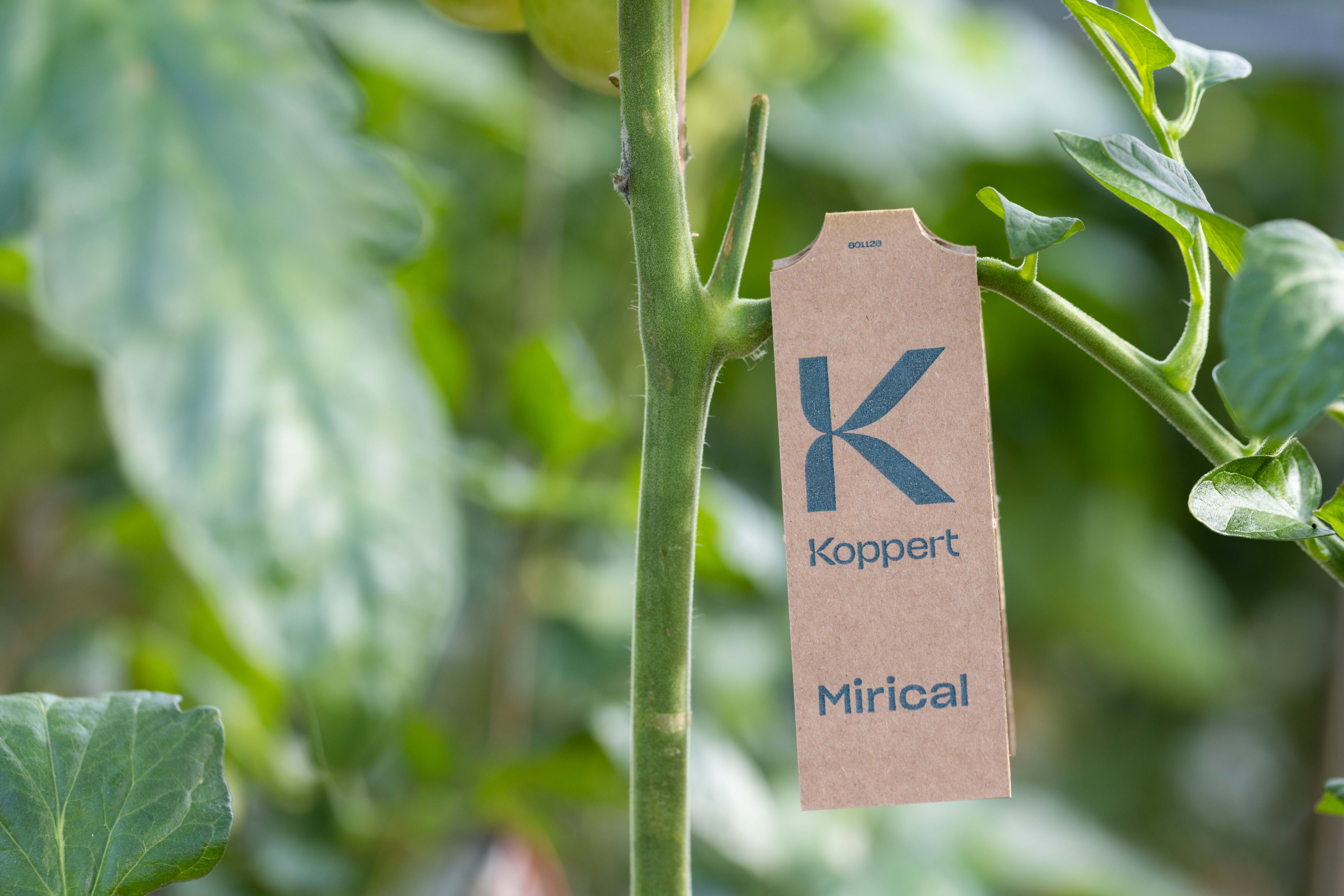 Mirical da Koppert ganha prestigiado prémio de inovação da Fruit Logistica